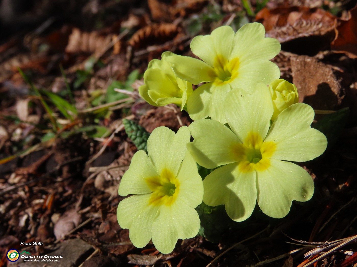 07 Primule in fiore.JPG